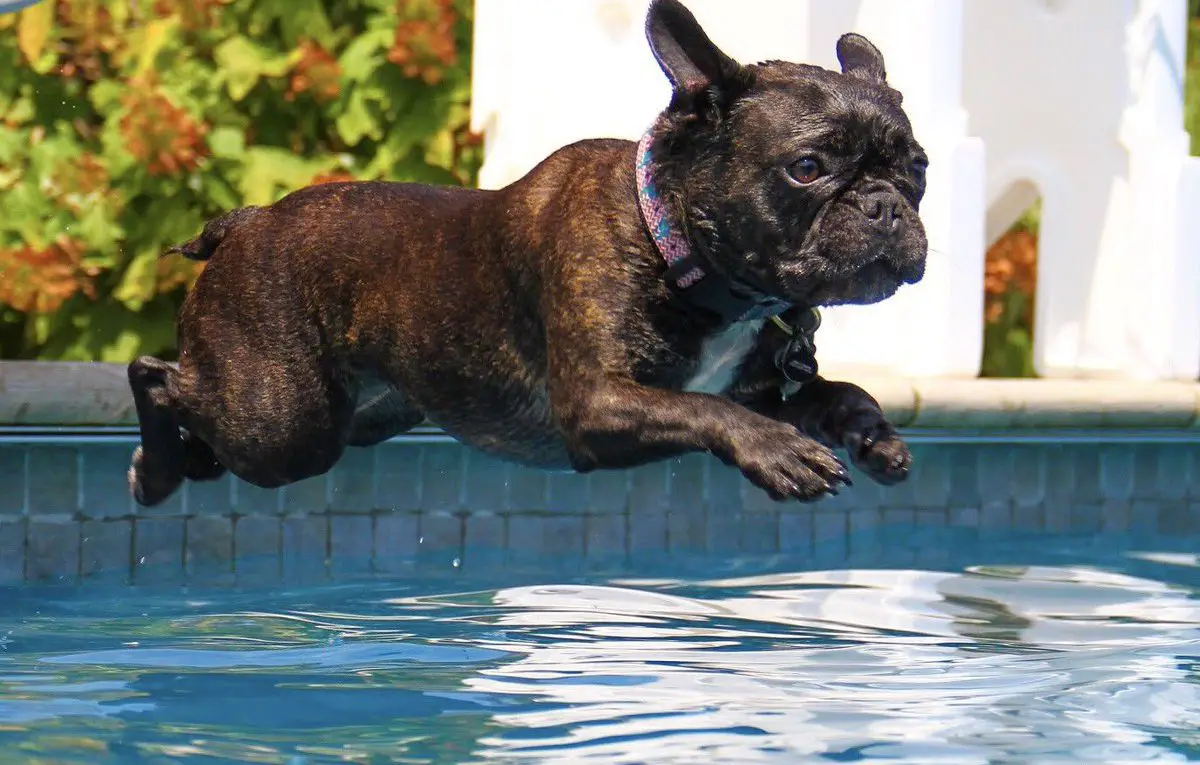 Do French Bulldogs Swim?