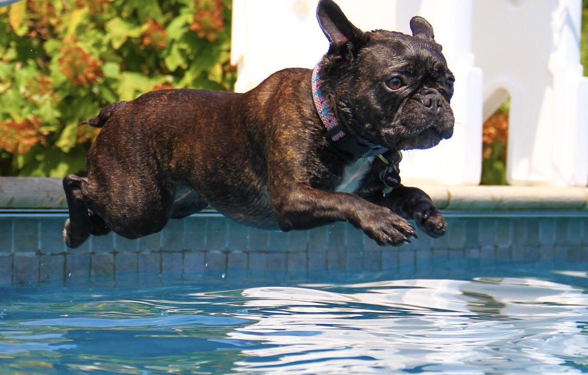 Can French Bulldogs Swim