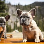 French Bulldog Barking