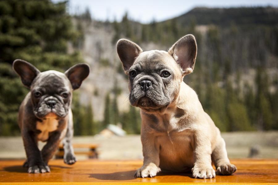 French Bulldog Barking