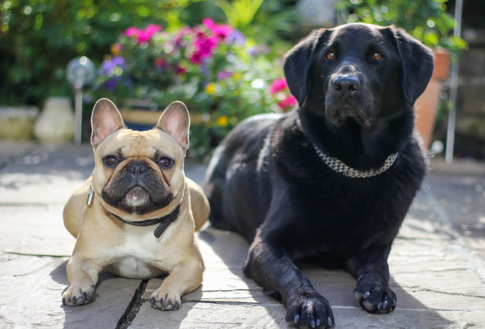 French Bulldog Lab Mix