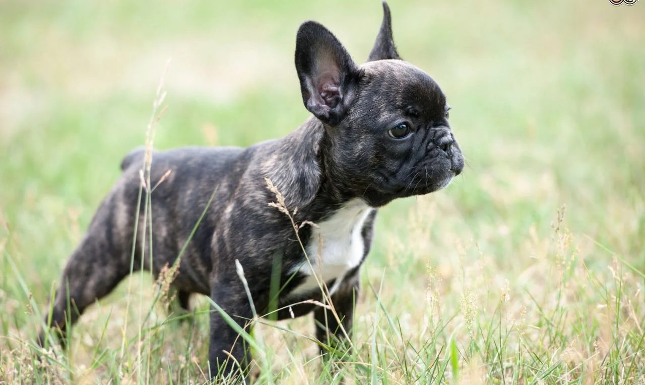 French Bulldog Weight