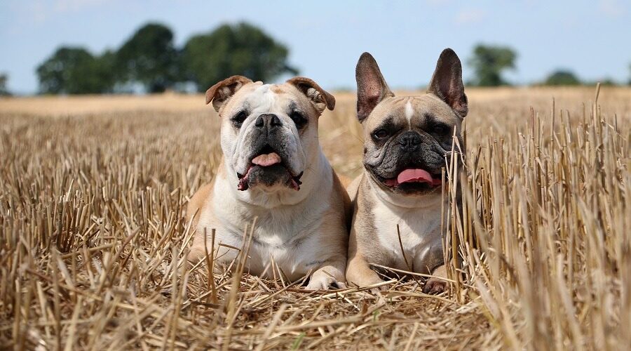 French Bulldog vs English Bulldog