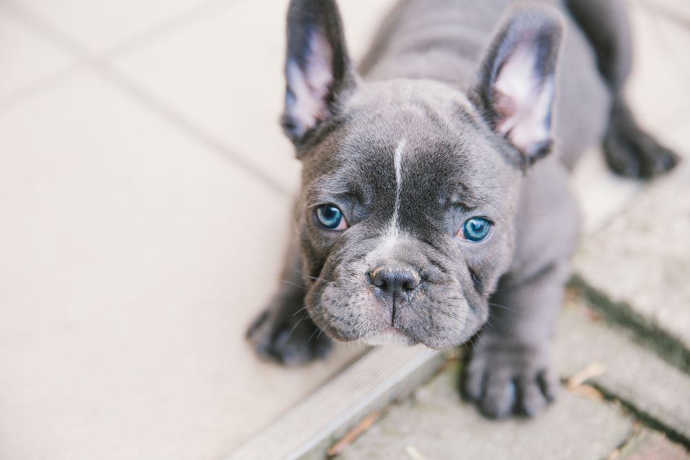 Blue French Bulldog