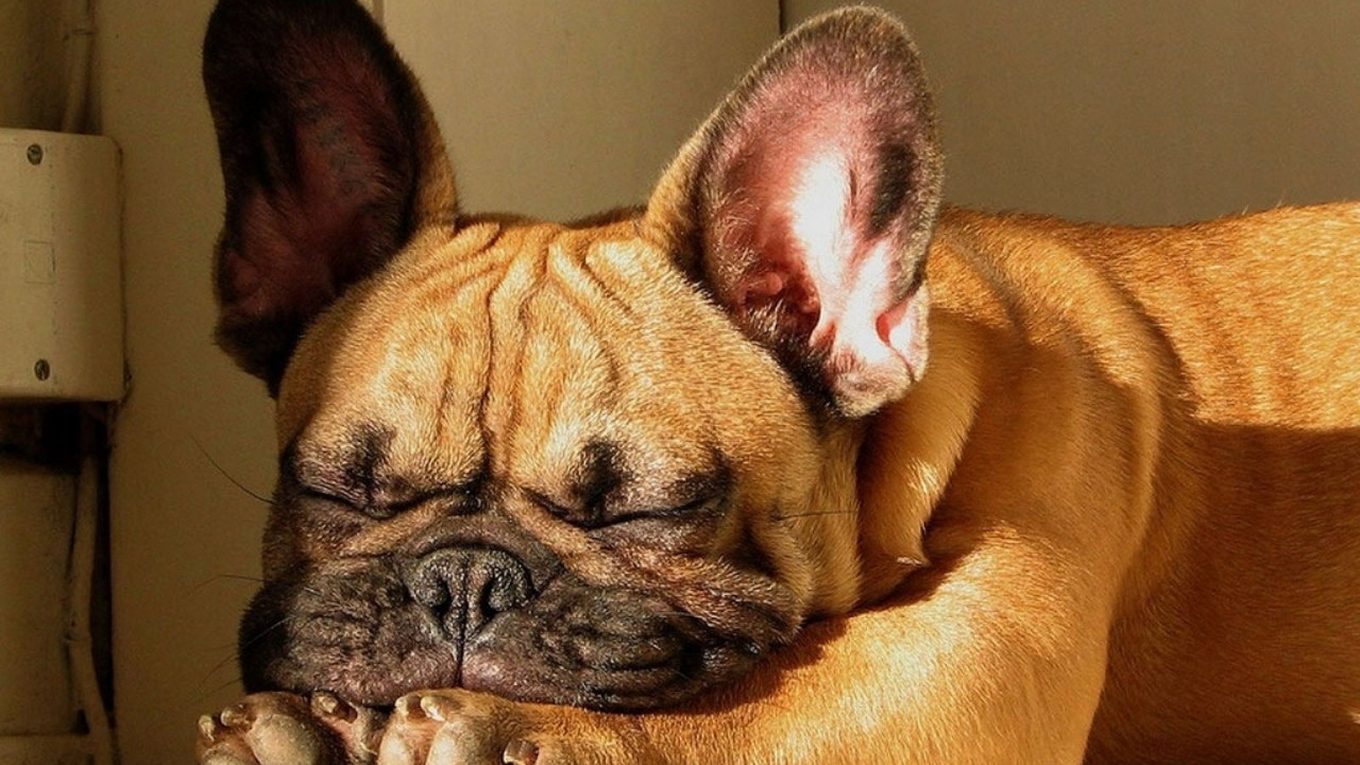 Does Your French Bulldog Sleep A Lot Normally - Photo by FrenchieWiki