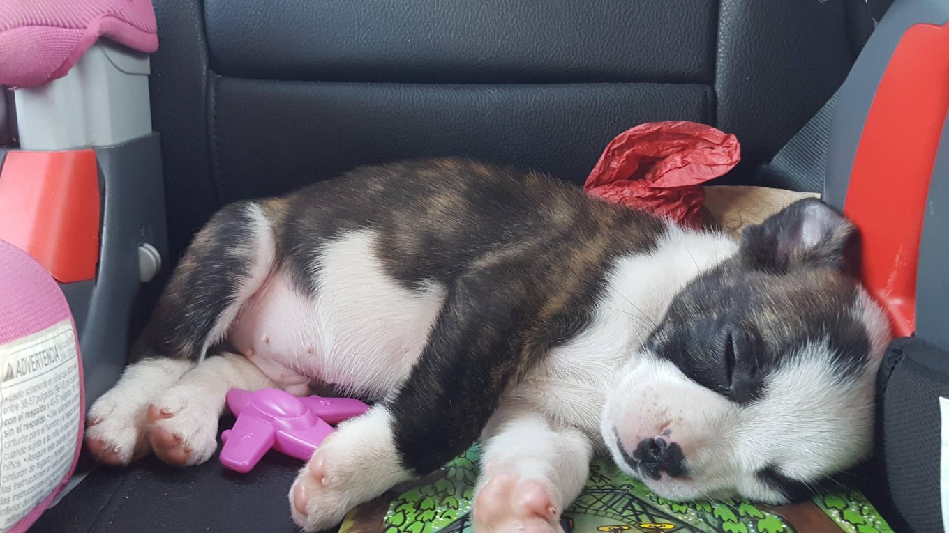 French Bulldog Australian Shepherd Mix - Image By imgur User SarahAltheim