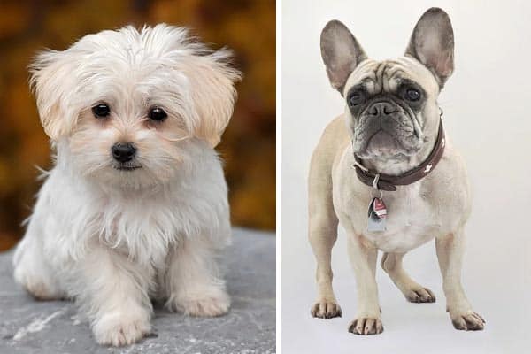 French Bulldog Maltese Mix - Photo by anythingfrenchbulldog