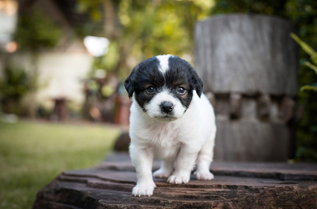 French Bulldog Poodle Mix - Photo by petguide