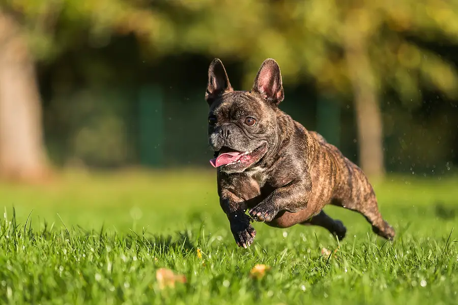 How Fast Can A French Bulldog Run