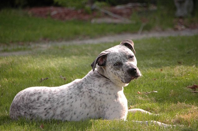 French Bulldog Dalmatian Mix - Image by petguide