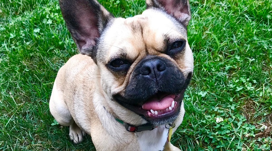 French Bulldog And Pug Mix 2021 - Image By loveyourdog