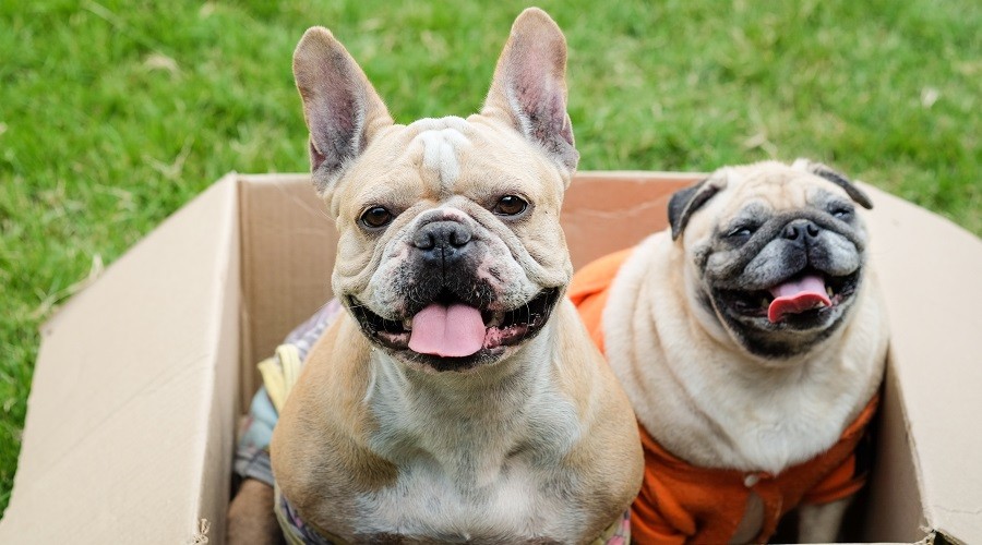 French Bulldog And Pug Mix - Image By loveyourdog