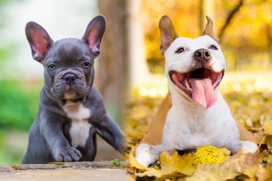 French Bulldog English Bulldog Mix - Image By doggiedesigner