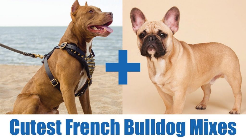 French Bulldog English Bulldog Mix