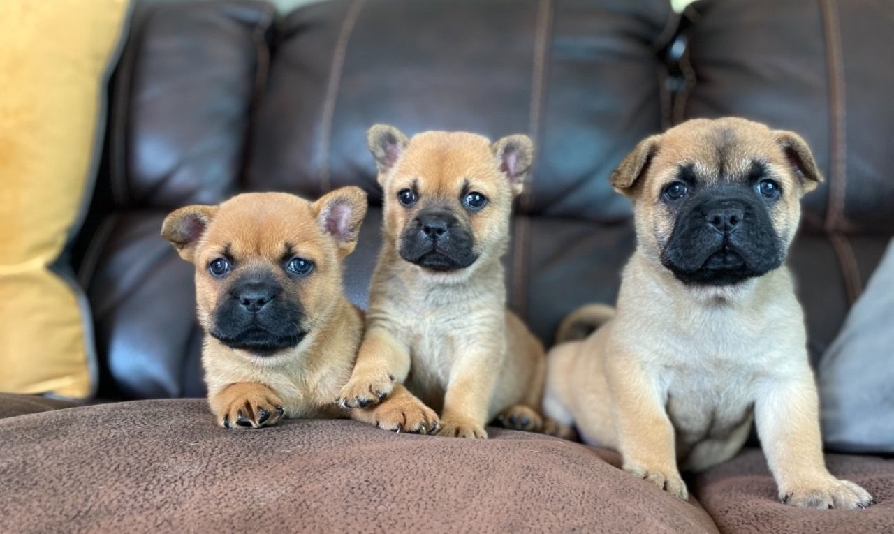 French Bulldogs Chow Mix 2021 - Image By pets4homes