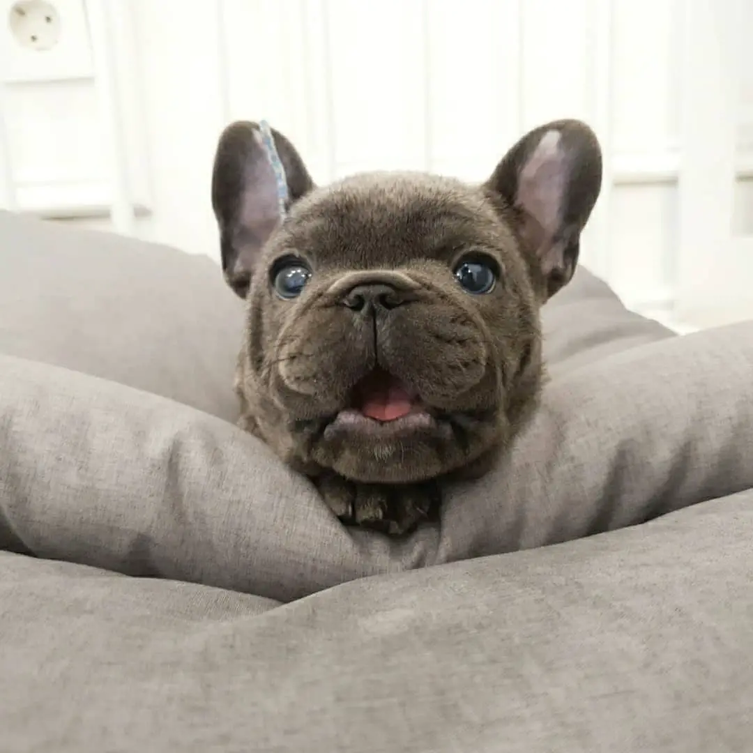 How Long Can My Teacup French Bulldog Live - Image By frenchieslove