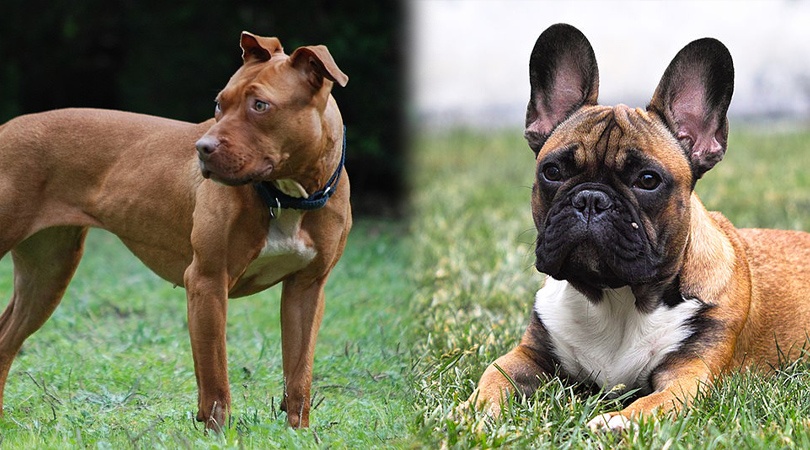 How To Care For A French Bulldog Pitbull Mix - Image By doggiedesigner