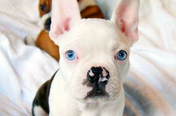 How To Train French Bulldog Food Mix