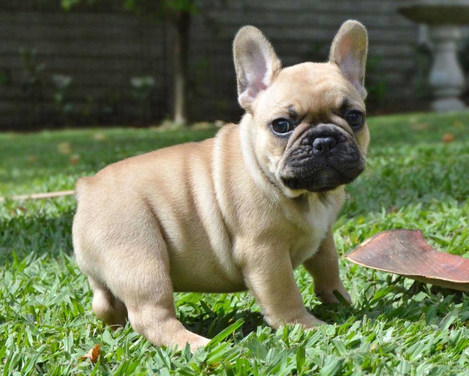 Teacup French Bulldog Guide About The Teacup Miniature Frenchie Allfrbulldogs Com