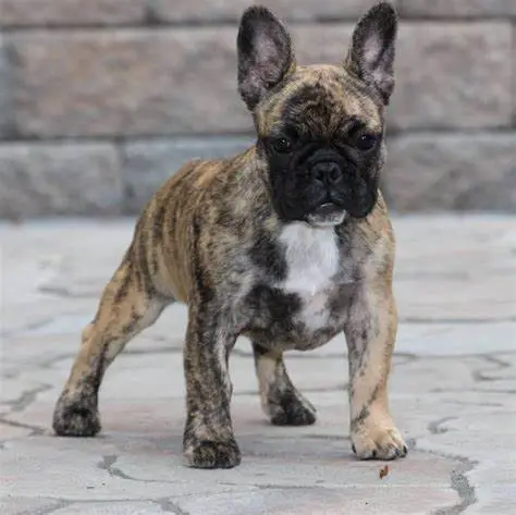 AKC Approved French Bulldog Colors