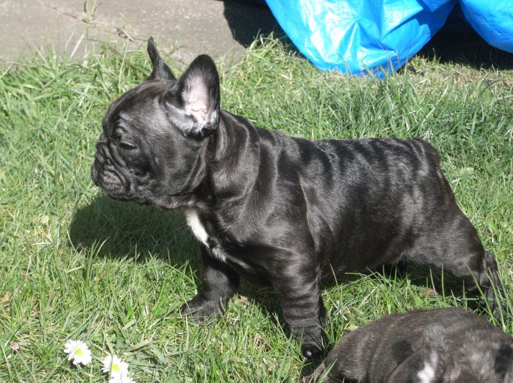 Brindle French Bulldog - Image By pets4homes