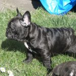 Brindle French Bulldog - Image By pets4homes