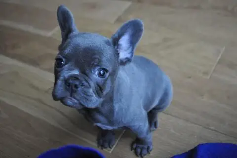 Canine Coat Color Genes in a Lilac French bulldog 2021