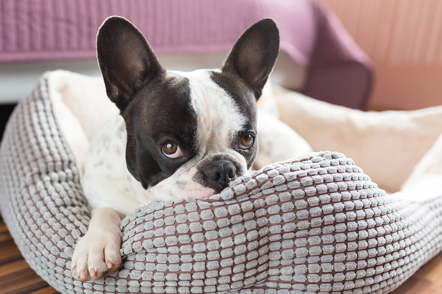 Do French Bulldog Shed