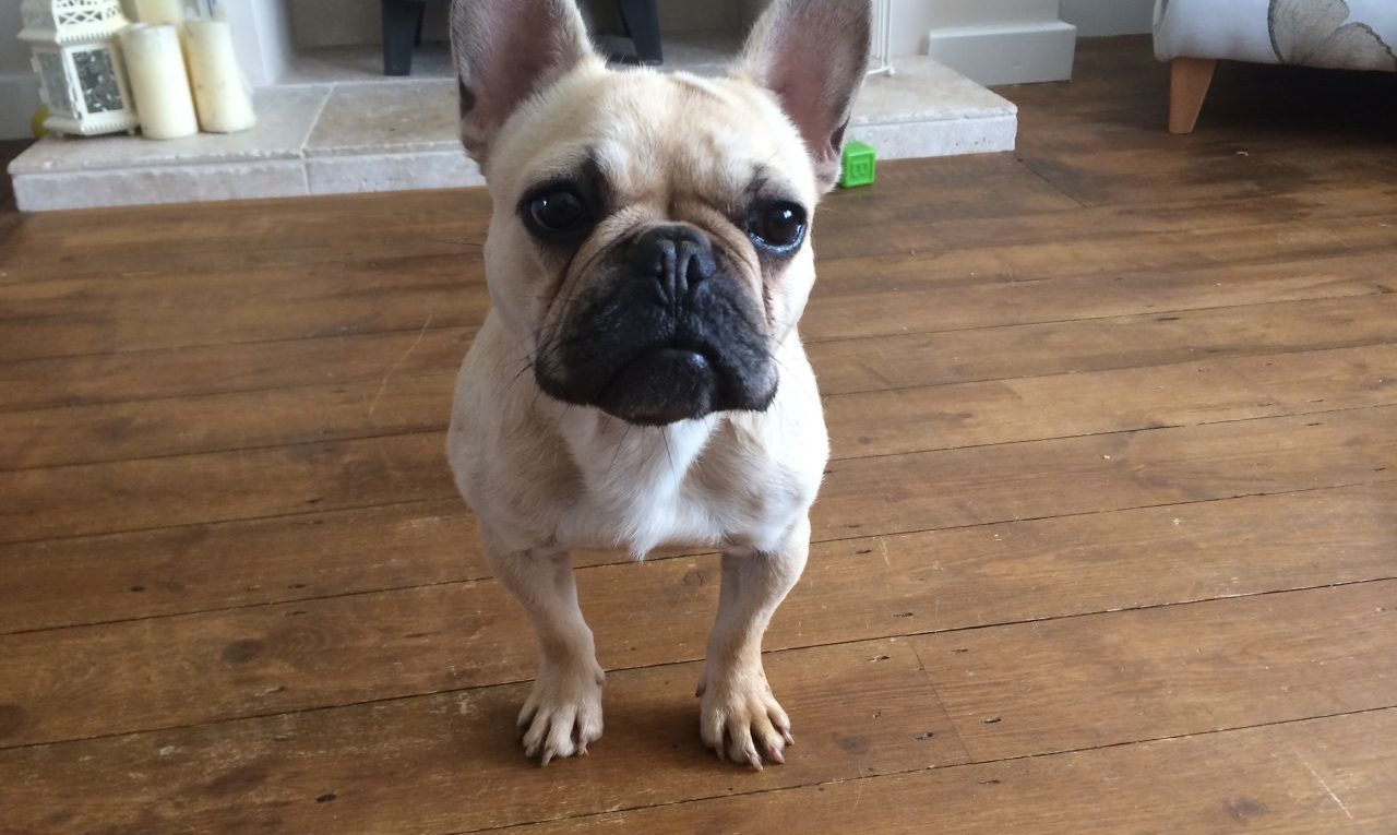 Fawn French Bulldog