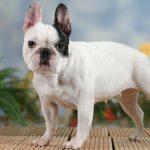 French Bulldog C Section