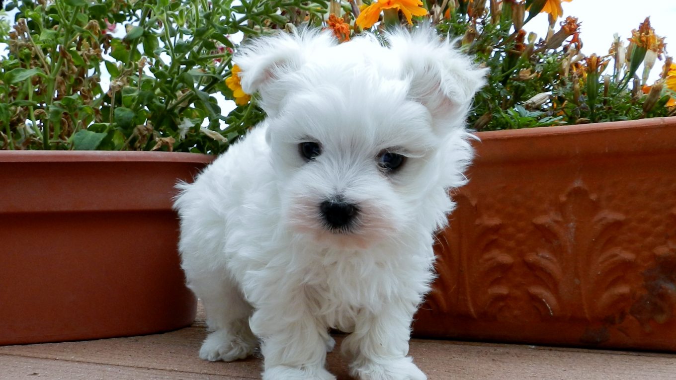 French Bulldog Maltese Mix - Image By maiasminisupremes