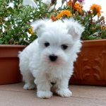 French Bulldog Maltese Mix - Image By maiasminisupremes