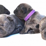 French Bulldog Pregnancy Stages