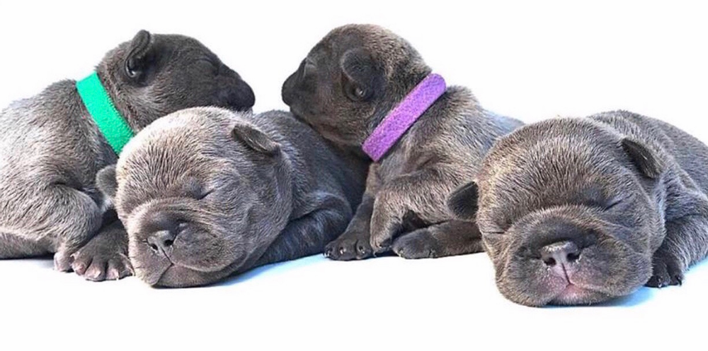 French Bulldog Pregnancy Stages