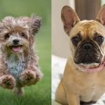 French bulldog Yorkie mix 2021