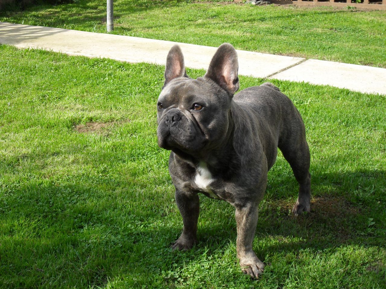 How To Care For A Brindle French Bulldog - Image By pets4homes