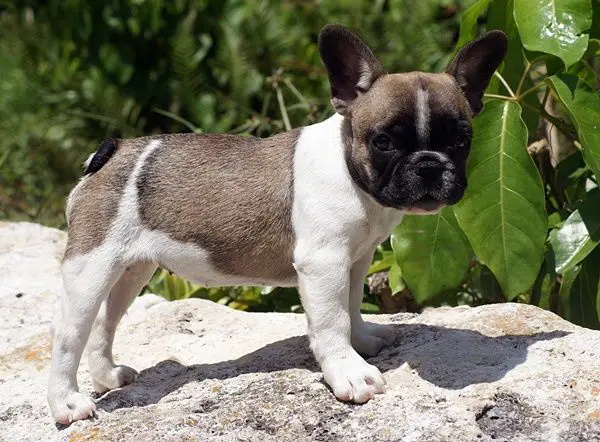 How To Prepare For A French Bulldog C Section?