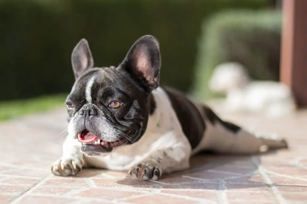 Why Do French Bulldogs Cry So Much?