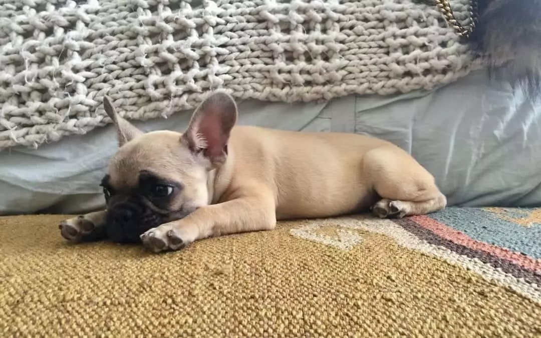 How To Treat French Bulldog Diarrhea - Image By frenchbulldogtexas