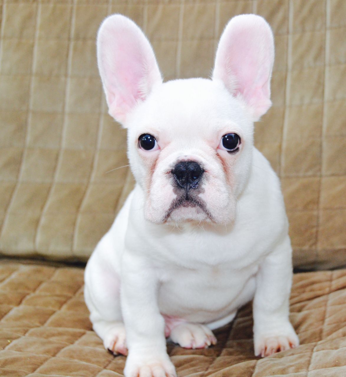 How to Care For White French Bulldog