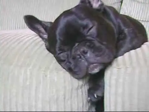 How to stop a French bulldog from snoring