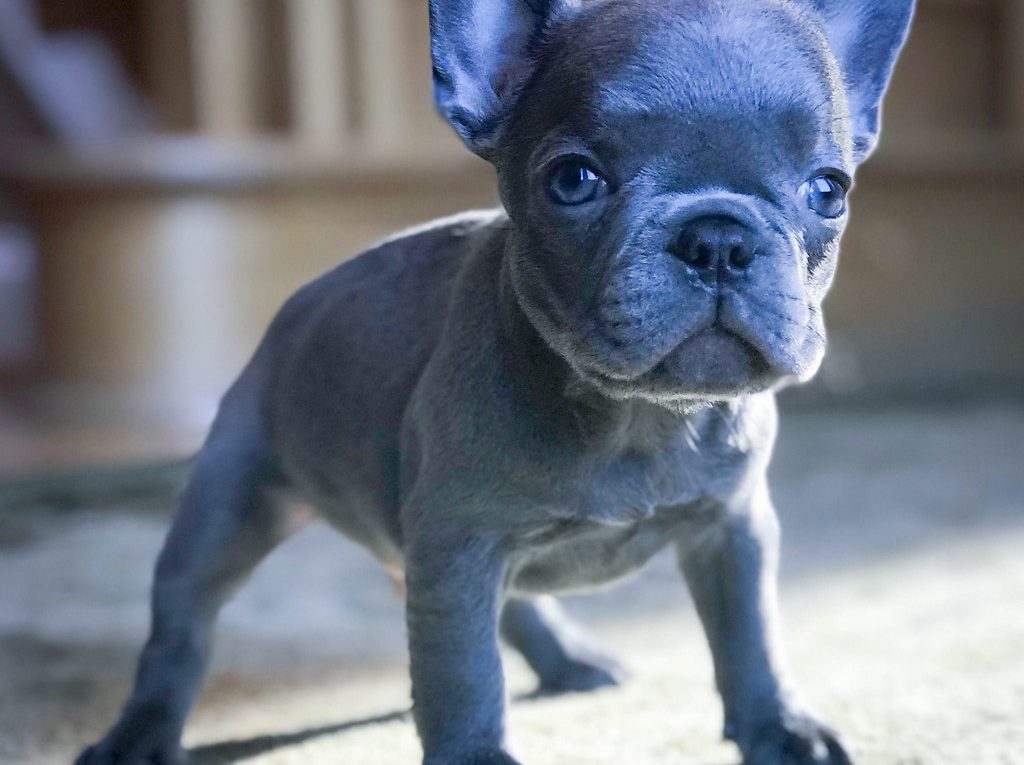 Lilac French bulldog 2021 - Image By Flickr