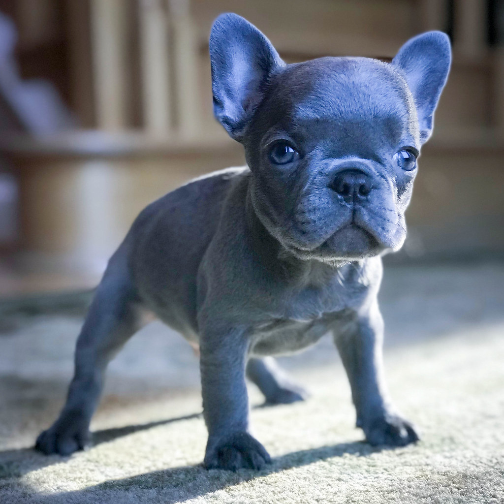 Lilac French Bulldog A Guide To This Breed Information Allfrbulldogs Com