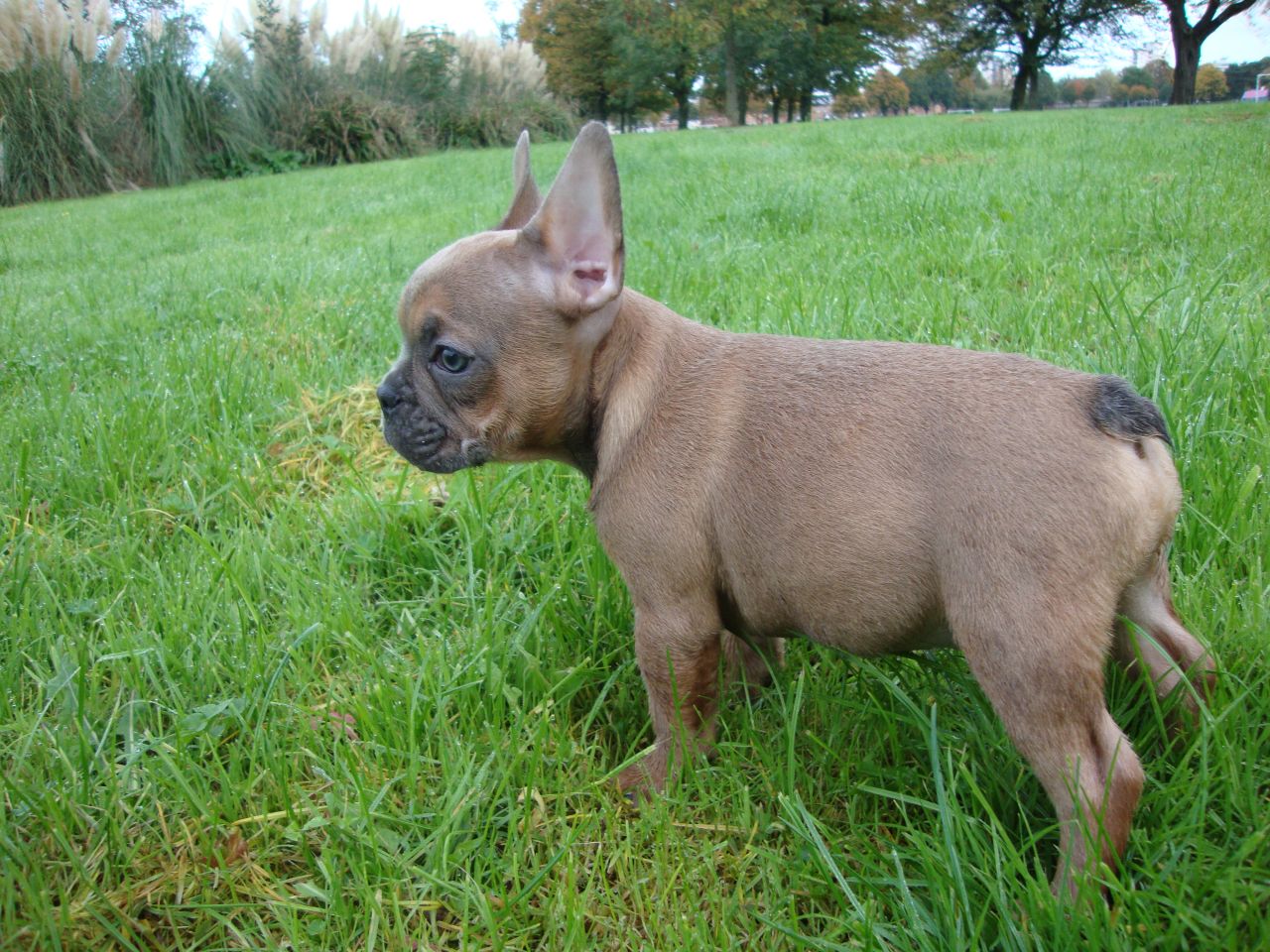 Other Facts About French Bulldogs