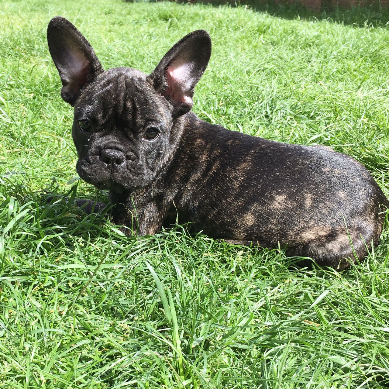 Some Facts About The Brindle French Bulldog - Image By pets4homes