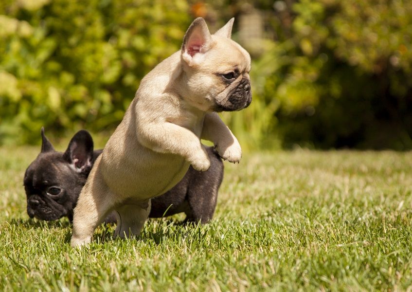 What Is A Fawn French Bulldog