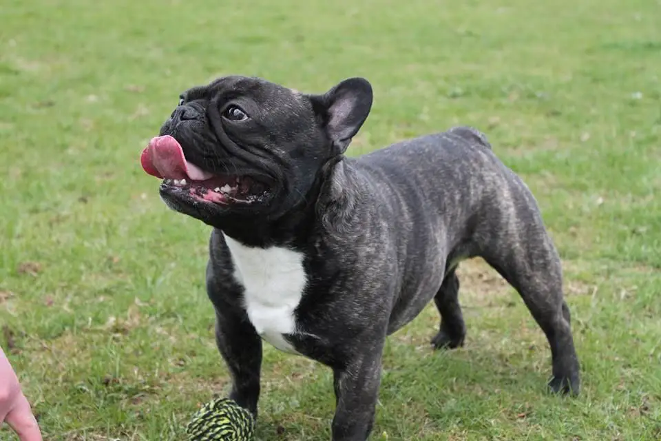 What Is The Brindle French Bulldog - Image By pets4homes
