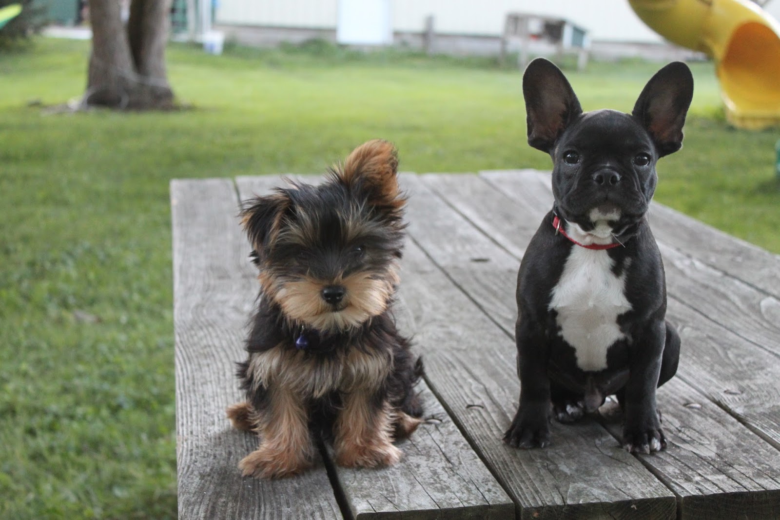 What is a French bulldog Yorkie mix?