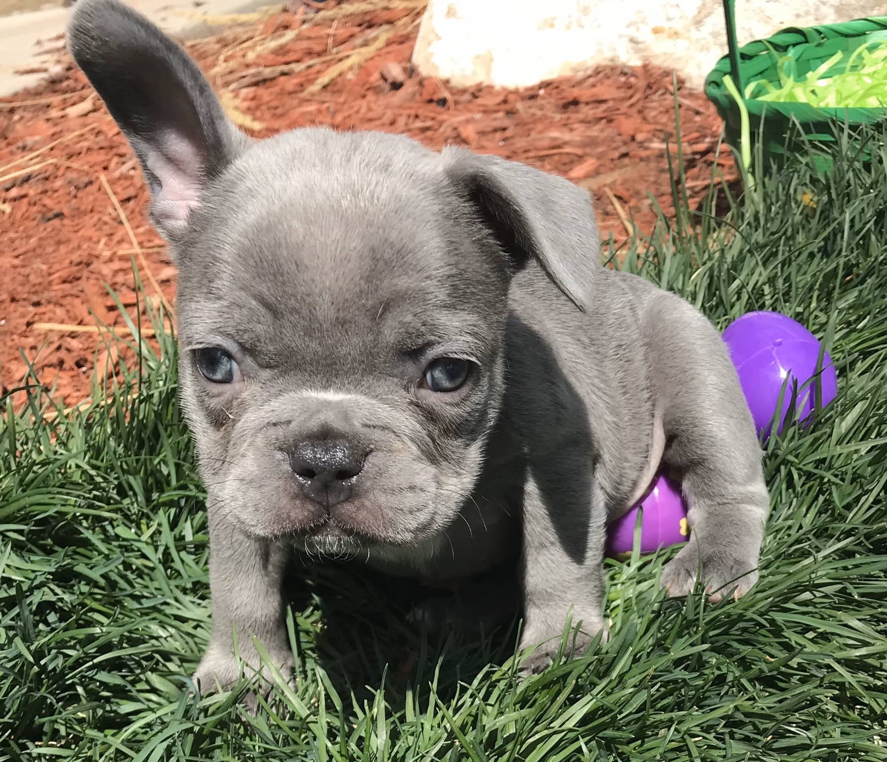 What is a Lilac French bulldog - Image By thefrenchbulldog