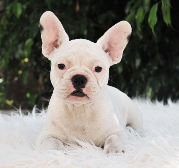 White French Bulldog temperament